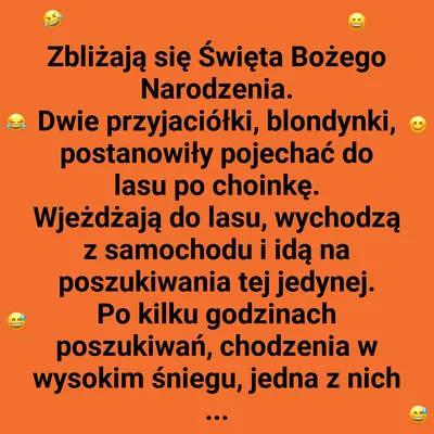 W poszukiwaniu choinki